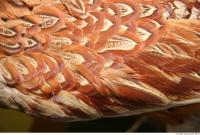 bird feathers 0004